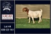 1X BOER GOAT PREGNANT FLOCK ON COLOUR DOE BOOYSEN BDY