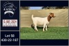 1X BOER GOAT PREGNANT STUD DOE BOOYSEN BDY