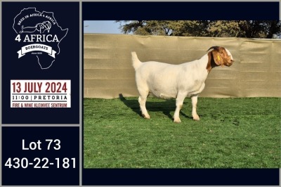 1X BOER GOAT PREGNANT STUD DOE BOOYSEN BDY