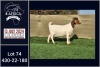 1X BOER GOAT PREGNANT STUD DOE BOOYSEN BDY