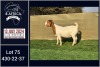 1X BOER GOAT PREGNANT STUD DOE BOOYSEN BDY