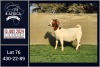 1X BOER GOAT PREGNANT FLOCK DOE BOOYSEN BDY