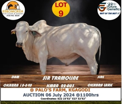 1X GREY BRAHMAN BULL KEBOMOKEA