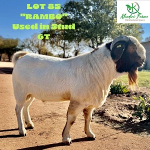 1X BOERGOAT BUCK KHUDIRI