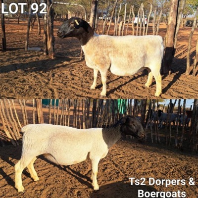 2X DORPER EWE TS2