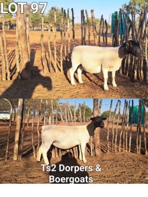 2X DORPER EWE TS2