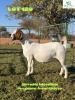 1X BOERGOAT DOE KHUDIRI