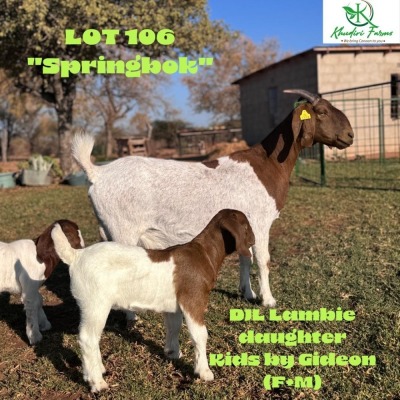 1+2X BOERGOAT DOE & KID KHUDIRI