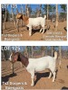 2X BOERGOAT DOE TS2