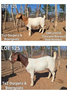 2X BOERGOAT DOE TS2