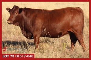 LOT 173 3 X COWS PREGNANT / KOEIE DRAGTIG (Per stuk om lot te neem)