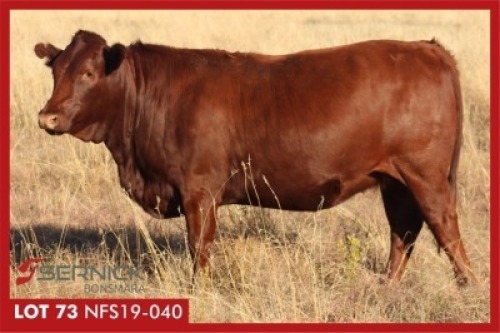 LOT 173 3 X COWS PREGNANT / KOEIE DRAGTIG (Per stuk om lot te neem)