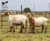 LOT 17 3X MEATMASTER DIDYMUS MEATMASTERS CHRISTOF GROBLER : 0837812076 - 2