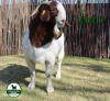 1X BOER GOAT STUD 4-083 BUCK MCKAY BOERBOK STUD 1517