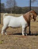 1X BOER GOAT STUD 4-252 BUCK DOME AFRICA BOER GOAT STUD