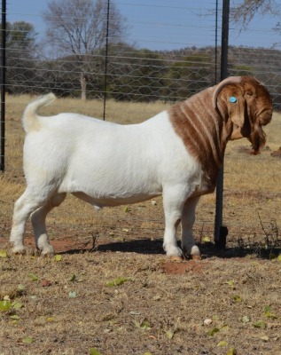 1X BOER GOAT STUD 4-252 BUCK DOME AFRICA BOER GOAT STUD