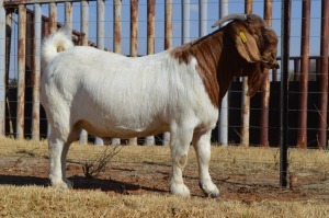 1X BOER GOAT STUD 4-251 BUCK DOME AFRICA BOER GOAT STUD