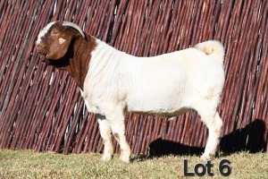 1X BOER GOAT FLOCK 4-394 BUCK MCKAY BOERBOK STOET