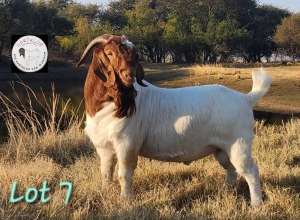 1X BOER GOAT FLOCK 4-431 BUCK HARTKLOP