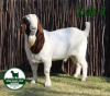 1X BOER GOAT FLOCK 10-036 BUCK MCKAY BOERBOK STUD 1517