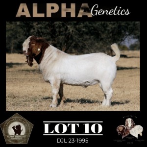 1X BOER GOAT STUD 4-097 BUCK MAIZE VALLEY