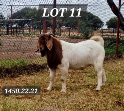 1X BOER GOAT FLOCK 4-427 BUCK HAMLETT BOERBOKSTOET