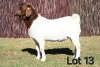 1X BOER GOAT STUD 4-096 BUCK MCKAY BOERBOK STOET