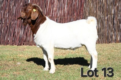 1X BOER GOAT STUD 4-096 BUCK MCKAY BOERBOK STOET