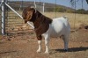 1X BOER GOAT FLOCK 4-421 BUCK DOME AFRICA BOER GOAT STUD