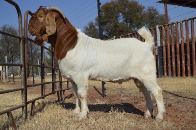 1X BOER GOAT FLOCK 4-426 BUCK DOME AFRICA BOER GOAT STUD