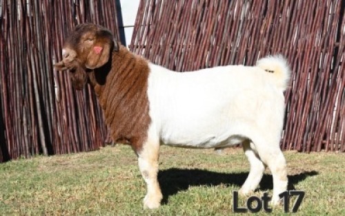 1X BOER GOAT FLOCK ON COLOR AND TEATS 4-396 BUCK MCKAY BOERBOK STOET