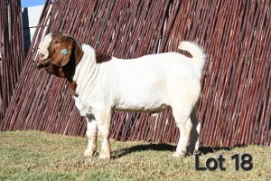 1X BOER GOAT FLOCK ON COLOR 4-395 BUCK MCKAY BOERBOK STOET