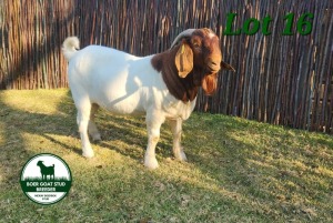 1X BOER GOAT FLOCK 4-392 BUCK MCKAY BOERBOK STUD 1517