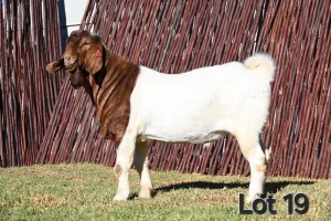 1X BOER GOAT FLOCK ON COLOR 4-393 BUCK MCKAY BOERBOK STOET