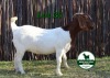 1X BOER GOAT PREGNANT FLOCK 4-366 DOE MCKAY BOERBOK STUD 1517