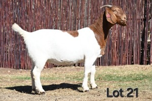 1X BOER GOAT PREGNANT FLOCK ON COLOR 4-361 DOE MCKAY BOERBOK STOET