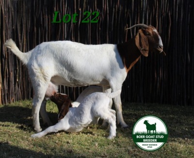 1+2X BOER GOAT STUD 4-121 DOE MCKAY BOERBOK STUD 1517