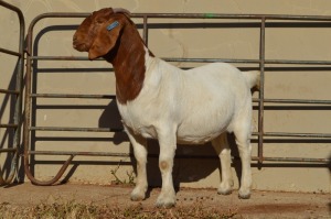 1X BOER GOAT STUD 42-249 DOE DOME AFRICA BOER GOAT STUD