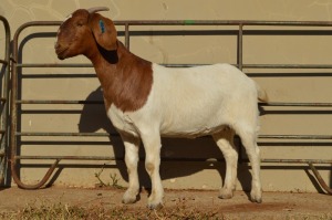 1X BOER GOAT STUD 4-390 DOE DOME AFRICA BOER GOAT STUD