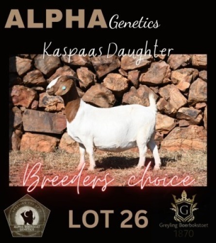 1X BOER GOAT STUD 42-206 DOE GREYLING BOERBOKSTOET 1870