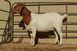 1X BOER GOAT STUD 4-092 DOE DOME AFRICA BOER GOAT STUD