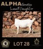 1X BOER GOAT PREGNANT STUD 42-209 DOE GREYLING BOERBOKSTOET 1870