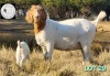 1+1X BOER GOAT FLOCK 42-125 DOE HARTKLOP