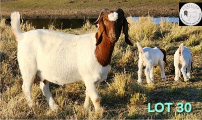 1+2X BOER GOAT FLOCK 4-422 DOE HARTKLOP