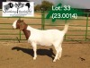 1X BOER GOAT STUD 4-084 DOE SOETDORINGS BOERBOKSTOET - 2