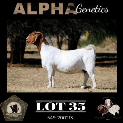 1X BOER GOAT PREGNANT FLOCK 4-438 DOE MAIZE VALLEY