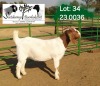 1X BOER GOAT PREGNANT STUD 4-099 DOE SOETDORINGS BOERBOKSTOET - 2