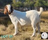 1X BOER GOAT PREGNANT FLOCK 42-134 DOE HARTKLOP