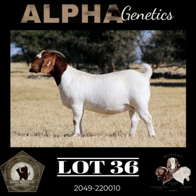 1X BOER GOAT PREGNANT STUD 4-088 DOE MAIZE VALLEY