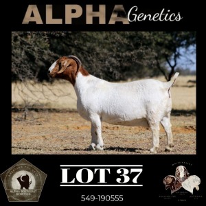 WITHDRAWN - 1X BOER GOAT PREGNANT FLOCK DOE MAIZE VALLEY